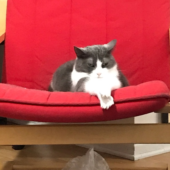 Meet your Posher, Pito - Picture 1 of 1